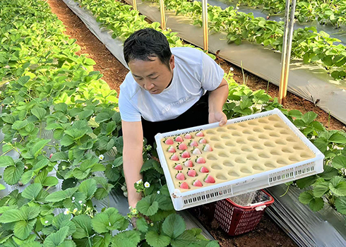 九溪鎮(zhèn)中營(yíng)村1700畝草莓香飄全國